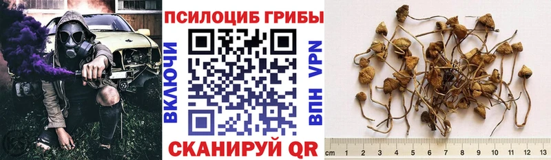 Купить  Георгиевск  Галлюциногенные грибы GOLDEN TEACHER 